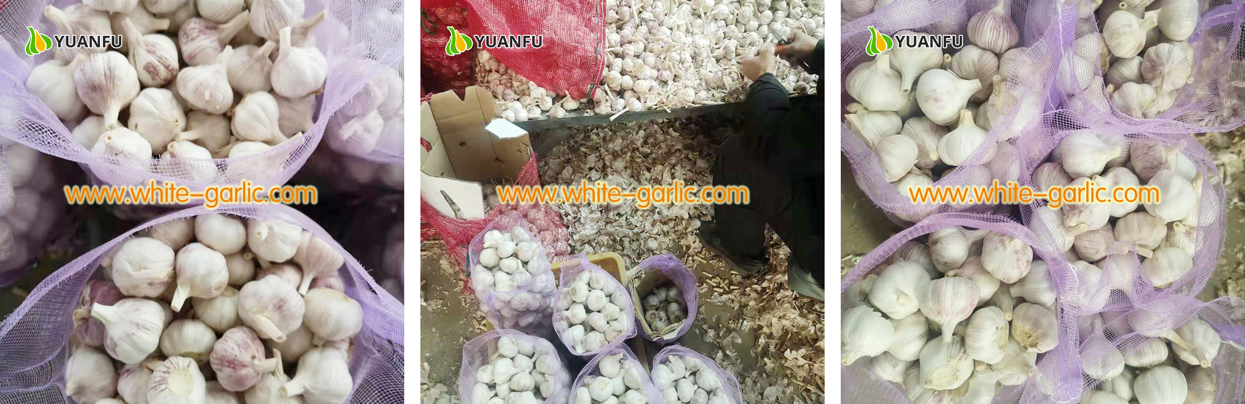 garlic suppliers